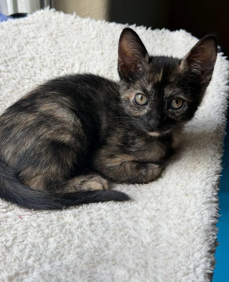 A baby medium-sized female Tortoiseshell cat named Esme for adoption in Sanford, FL