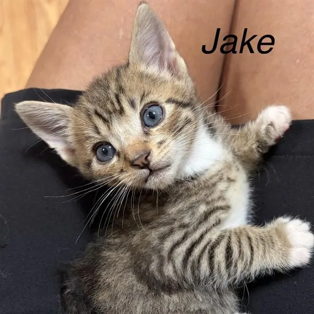 A baby small-sized male Domestic Short Hair cat named Jake for adoption in Auburn, CA