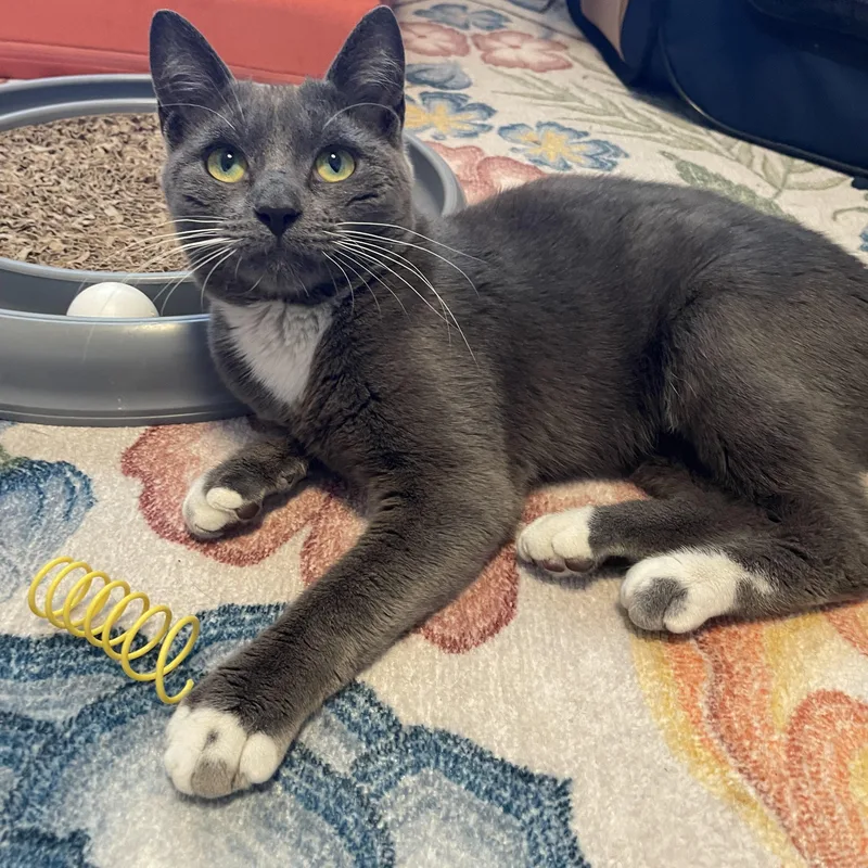 A young medium-sized male Domestic Short Hair cat named Kirby for adoption in Brooklyn, NY