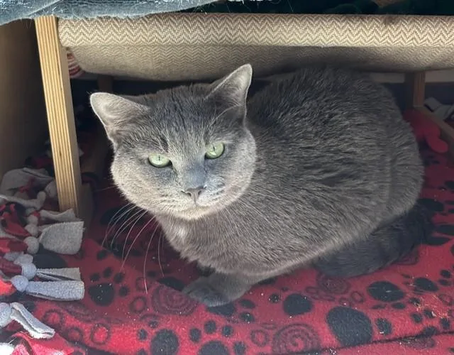 An adult medium-sized male Domestic Short Hair cat named Bello for adoption in Leesburg, VA