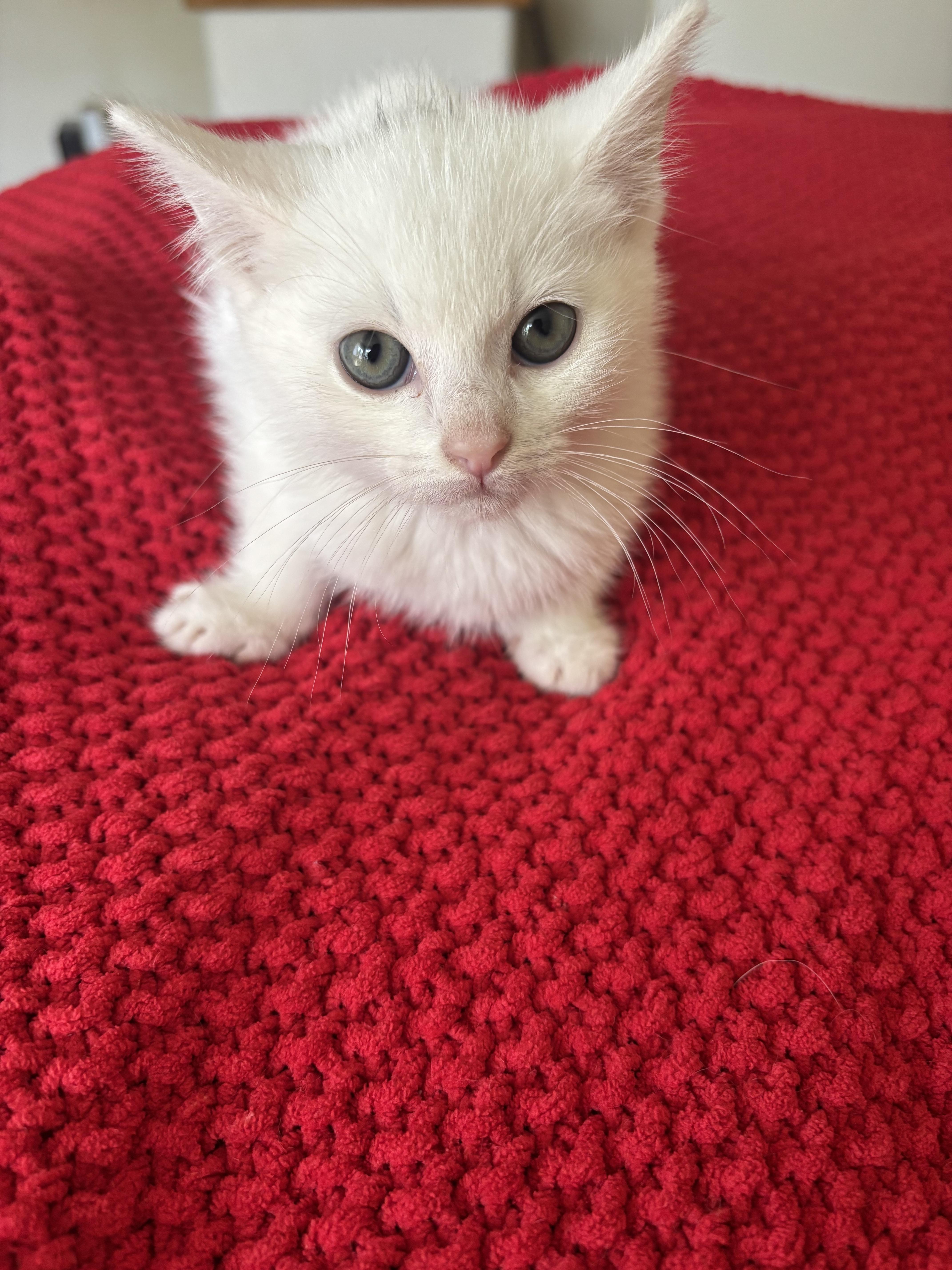 Gus