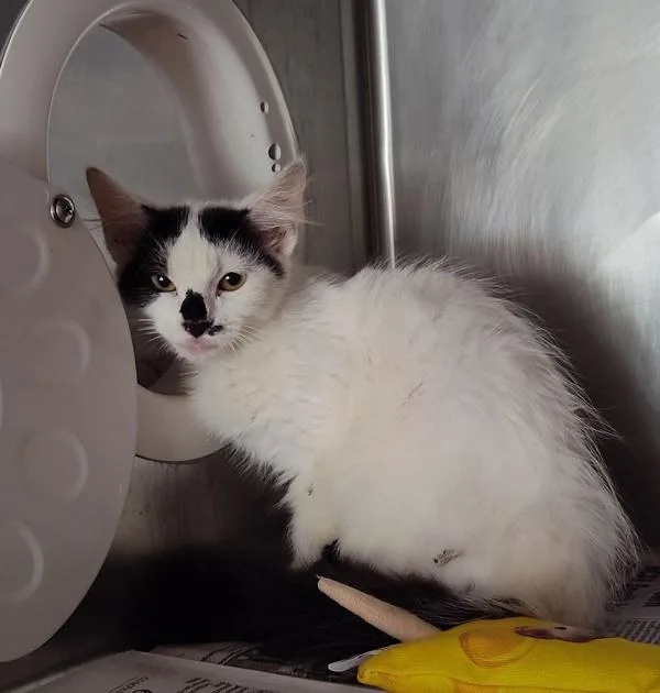 A baby medium-sized female Domestic Medium Hair cat named Mojo Jojo for adoption in Cleveland, TN
