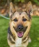 An adult medium-sized male German Shepherd Dog dog named Sammy for adoption in Fremont, CA