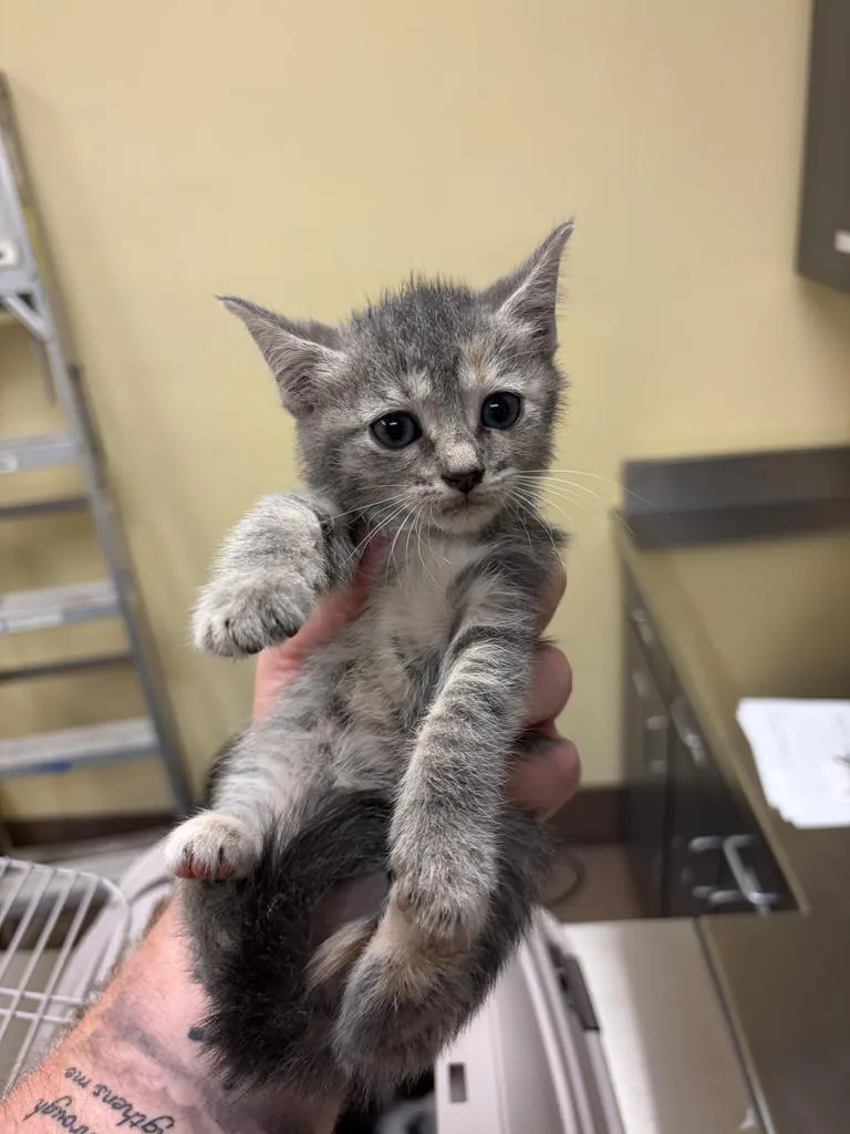 A baby medium-sized female Domestic Short Hair cat named Elena for adoption in Florence, SC