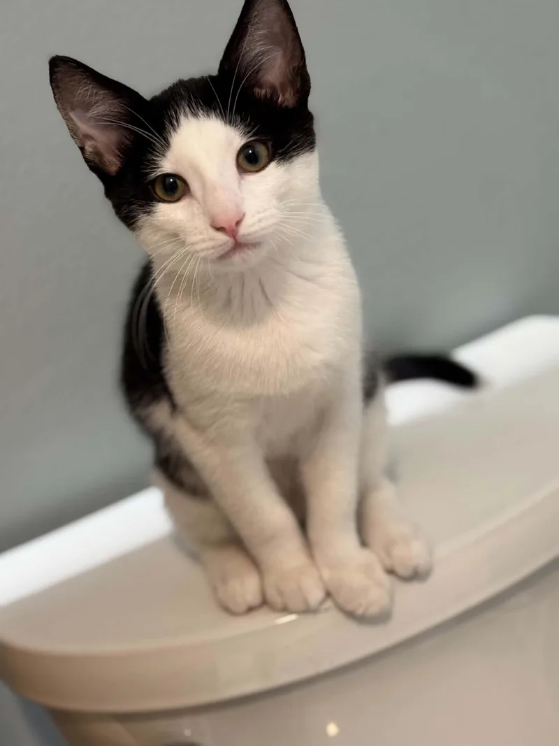 A baby medium-sized male Black & White / Tuxedo Domestic Short Hair cat named Poppy for adoption in Gonic, NH