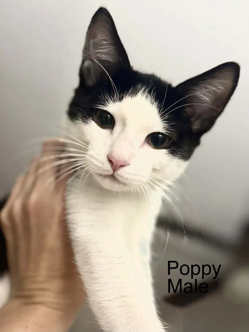 Poppy thumbnail 3