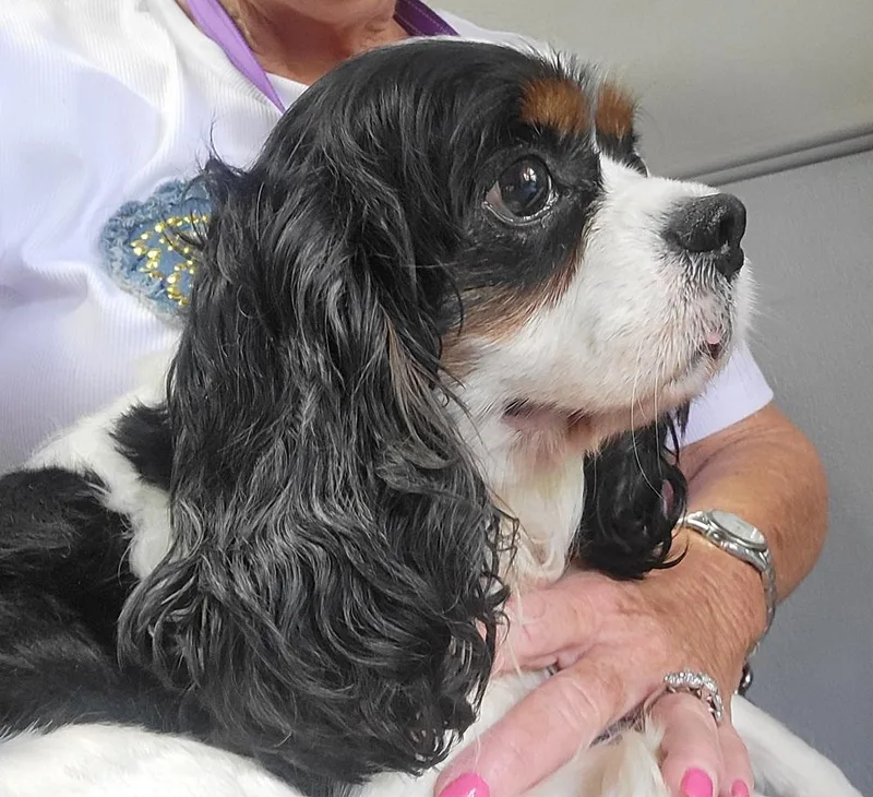 An adult small-sized male Black Cavalier King Charles Spaniel dog named Henry Cavalier for adoption in Gillsville, GA