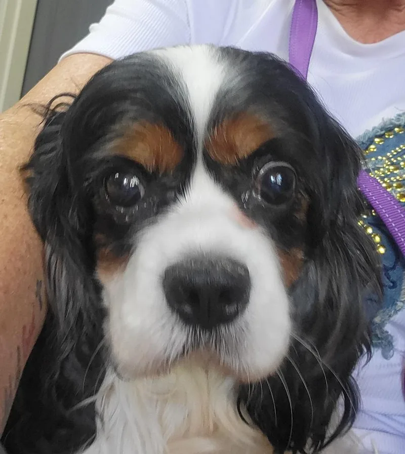 Henry Cavalier thumbnail 2