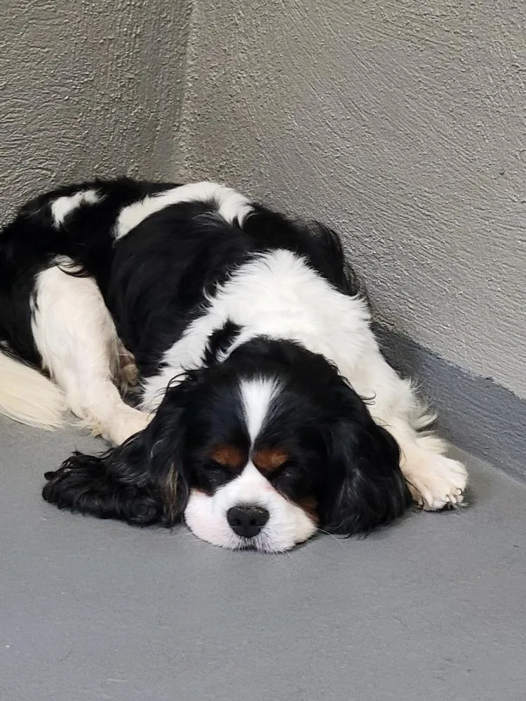 Henry Cavalier thumbnail 3