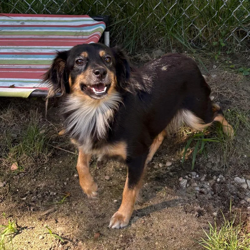 An adult small-sized female Black Chihuahua dog named Alexis for adoption in Calverton, NY