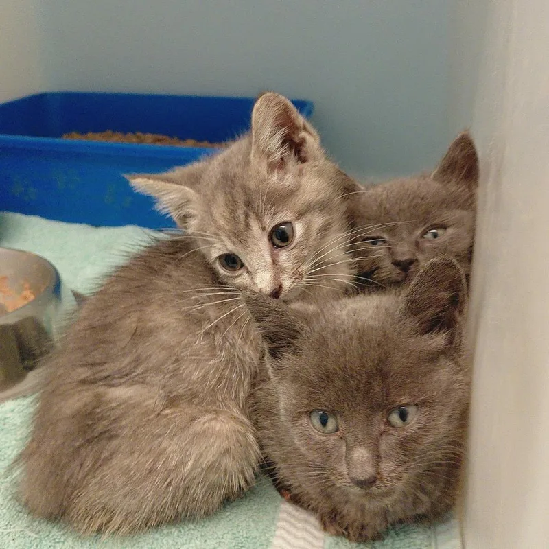 A baby small-sized male Gray / Blue / Silver Domestic Short Hair cat named Luke for adoption in Charlottesville, VA