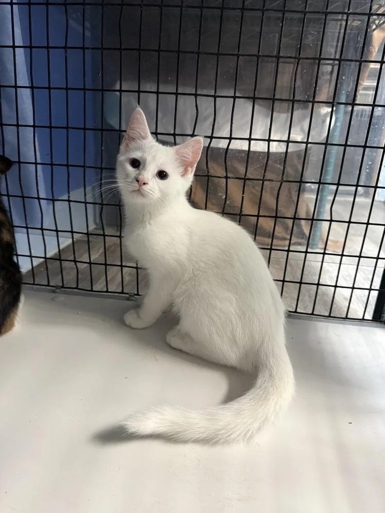 A baby small-sized female White Domestic Short Hair cat named Lavender for adoption in West Mifflin, PA