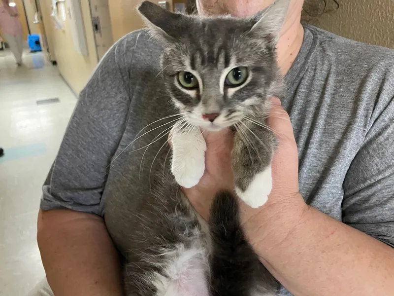 Biscuit And Simone! thumbnail 2