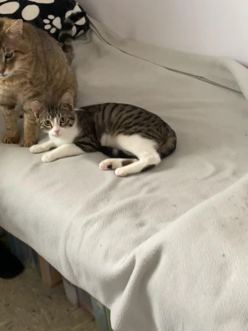 Biscuit And Simone! thumbnail 4