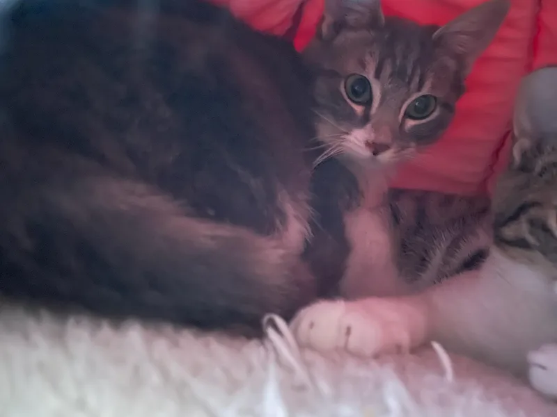 Biscuit And Simone! thumbnail 5