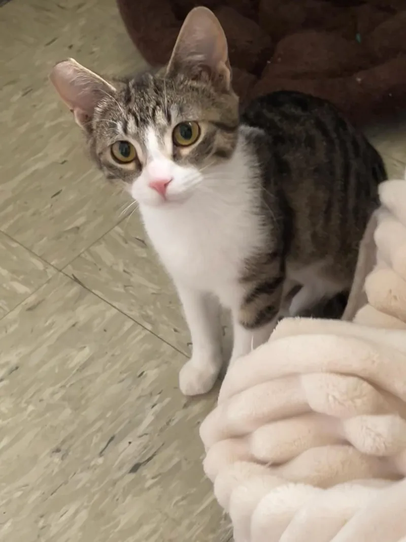 Biscuit And Simone! thumbnail 6