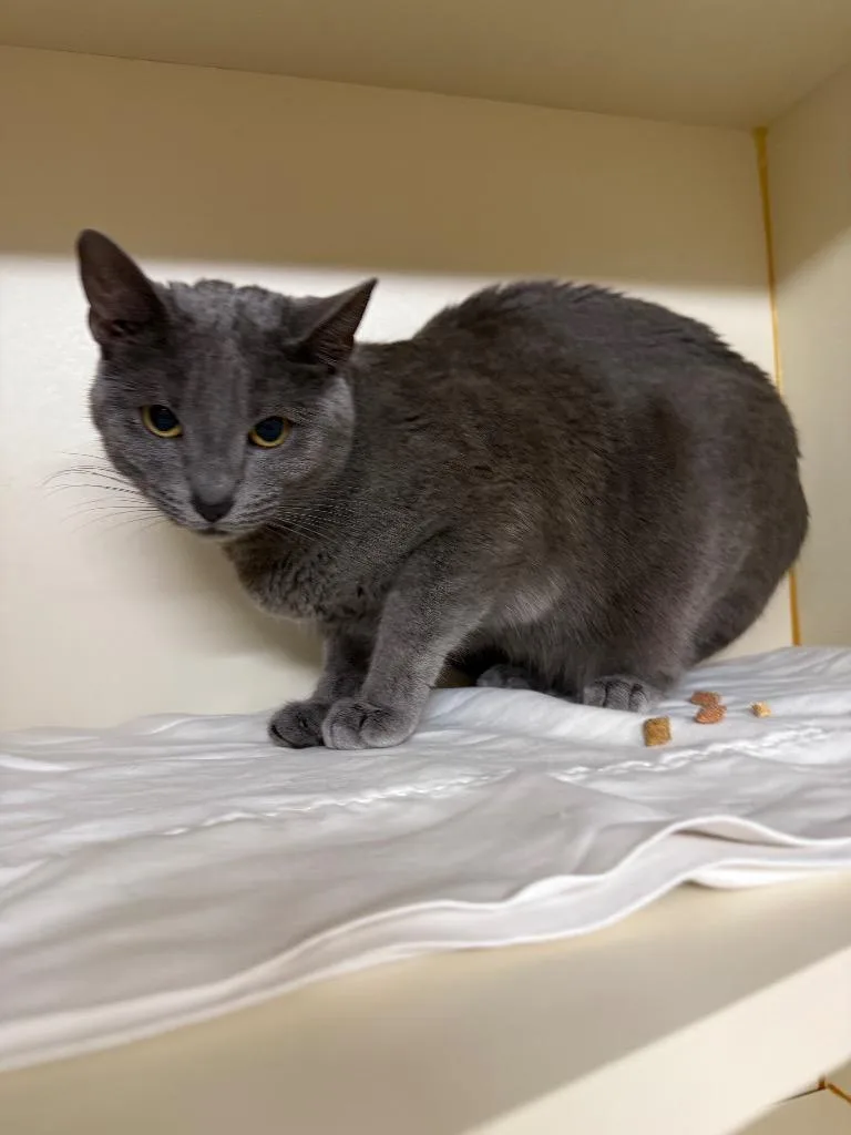 A young medium-sized female Domestic Short Hair cat named Aspen for adoption in Sorrento, LA