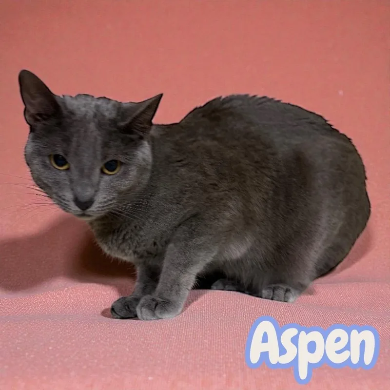 Aspen thumbnail 2