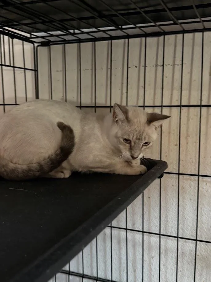 A young medium-sized female Gray / Blue / Silver Siamese cat named Alana for adoption in Deltona, FL