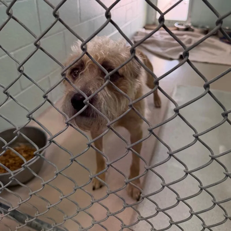 A young small-sized male Yellow / Tan / Blond / Fawn Terrier dog named Smeargle for adoption in Newark, NJ