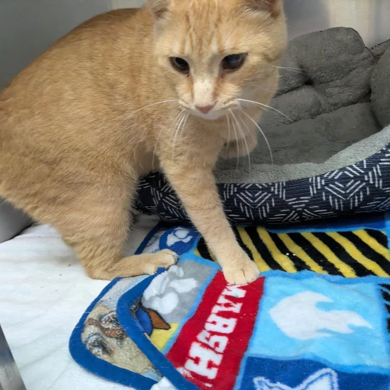 An adult large-sized male Orange / Red Domestic Short Hair cat named Simba for adoption in Danville, KY