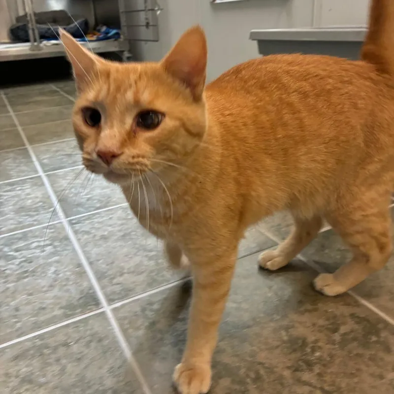 Simba thumbnail 2