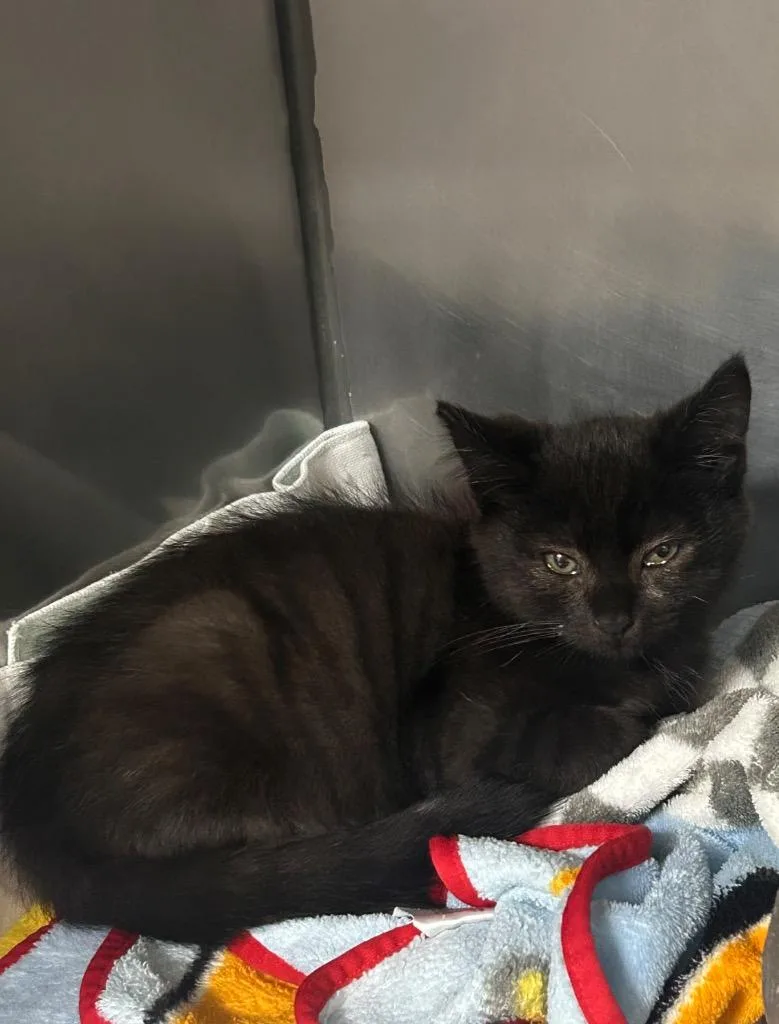 A baby small-sized male Domestic Short Hair cat named Char for adoption in New Manchester, WV
