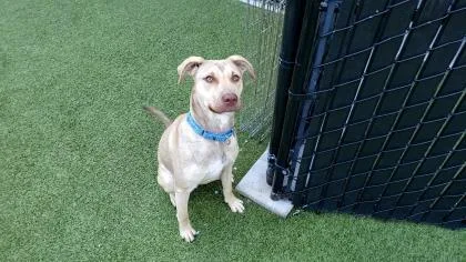 An adult large-sized female Labrador Retriever dog named Freda for adoption in Bellevue, WA