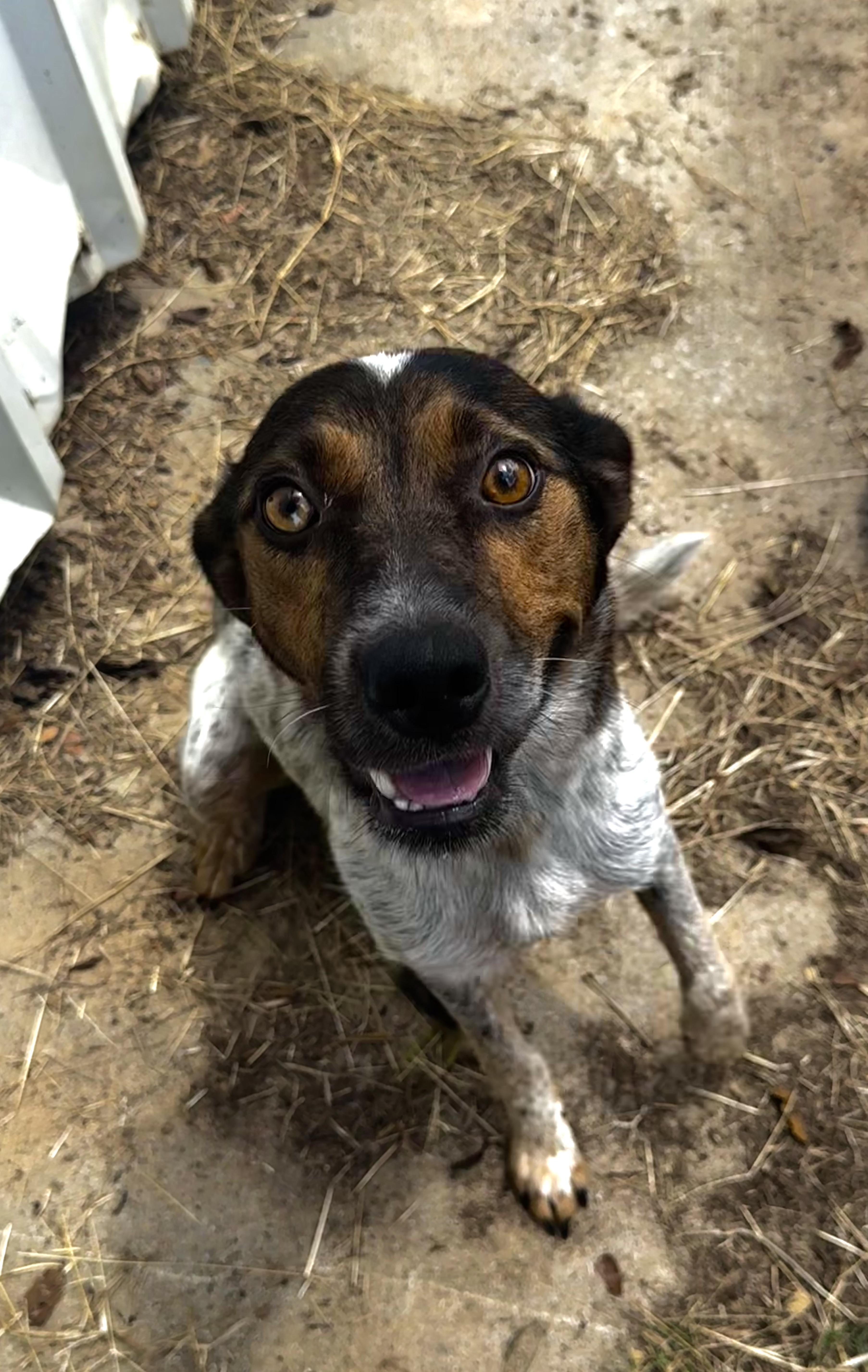 An adult medium-sized female Australian Shepherd dog named Cornbread for adoption in Pelham, AL