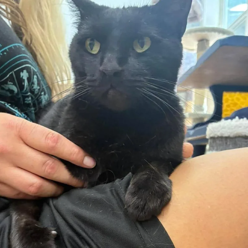 An adult large-sized female Domestic Short Hair cat named Naava for adoption in Sunrise Beach, MO