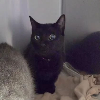 An adult medium-sized female Domestic Short Hair cat named Lucero for adoption in Worcester, MA
