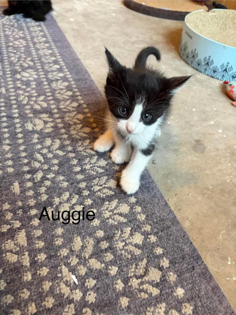 Auggie