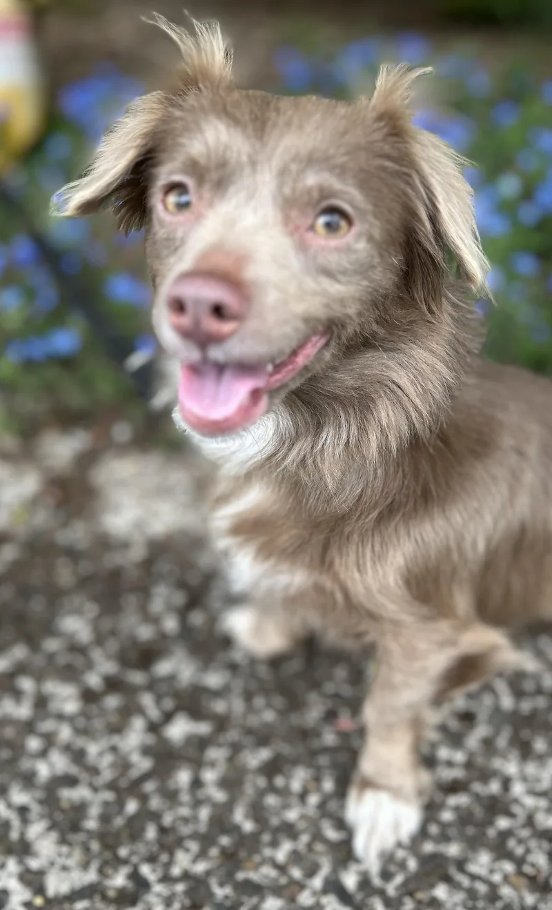 Coco
