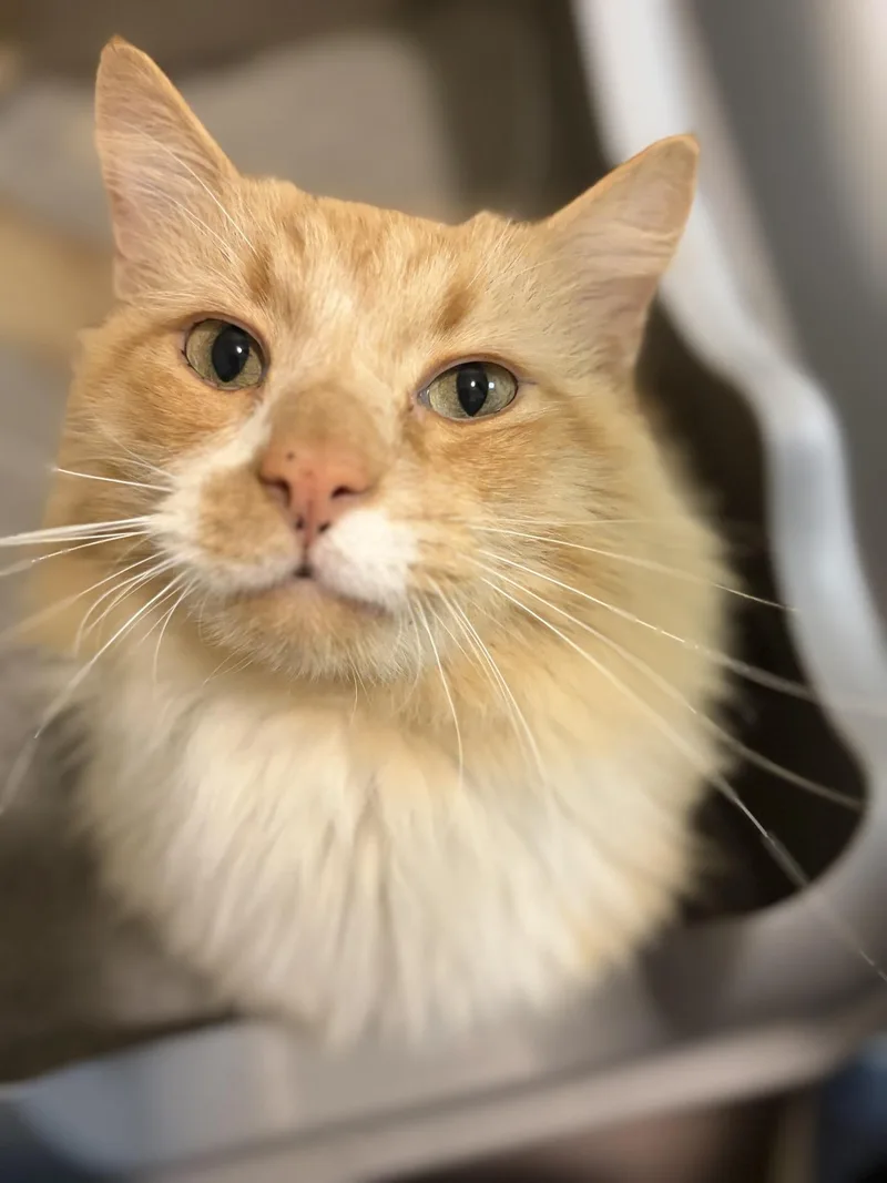 A senior large-sized male Domestic Medium Hair cat named Fluff for adoption in Greensburg, PA