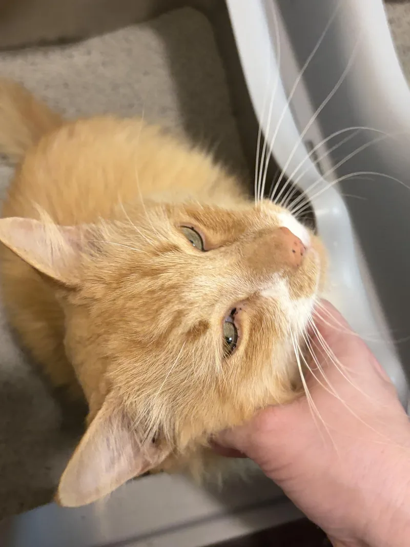 Fluff thumbnail 5