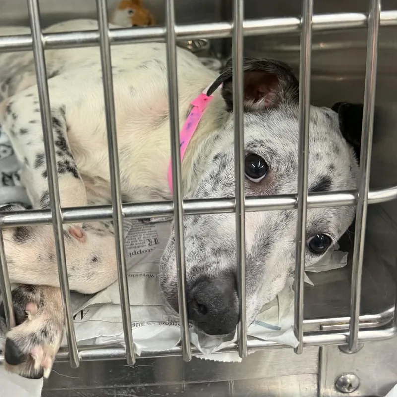 A baby medium-sized female Australian Cattle Dog / Blue Heeler dog named Daisy for adoption in Parma, OH