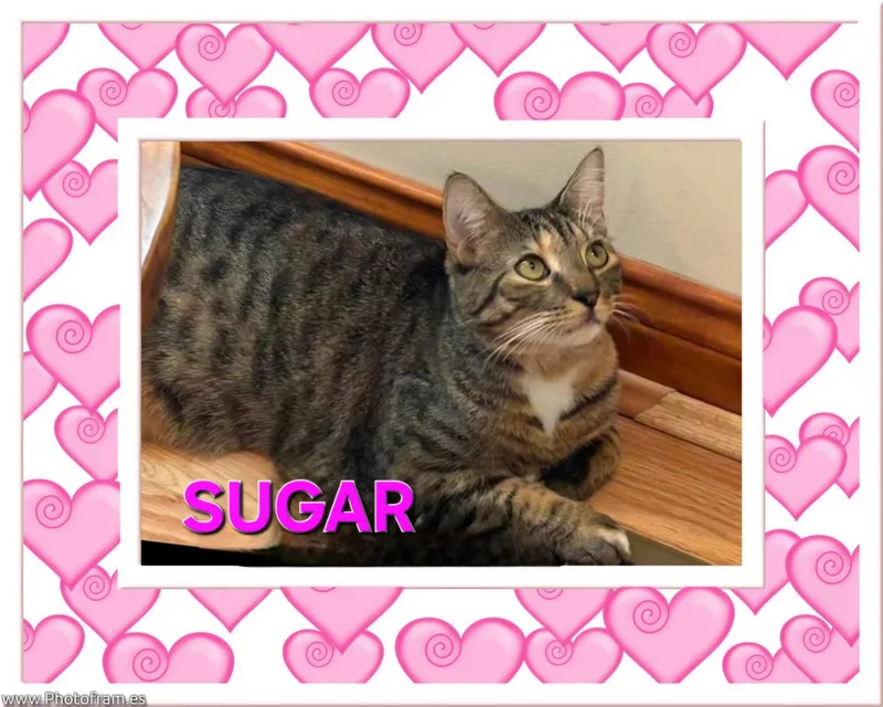 Sugar  Sweet Tabico thumbnail 2