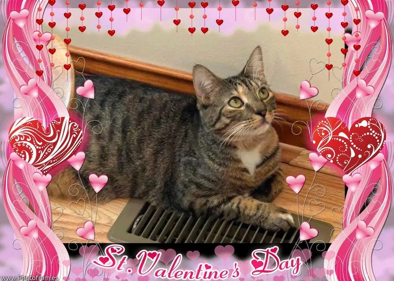 Sugar  Sweet Tabico thumbnail 3