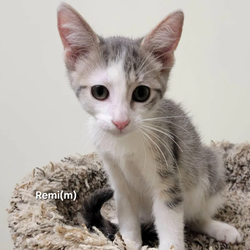 A baby medium-sized male Tabby (Gray / Blue / Silver) Domestic Short Hair cat named Remi for adoption in Mazon, IL