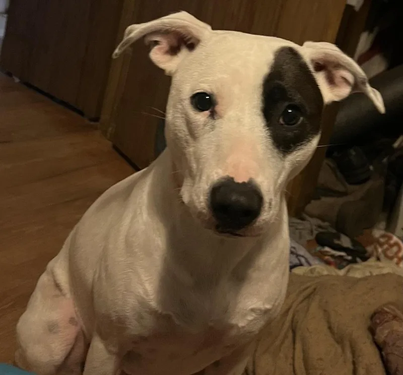 A young medium-sized female Tricolor (Brown, Black, & White) Staffordshire Bull Terrier dog named Maggie for adoption in Shawnee, OK