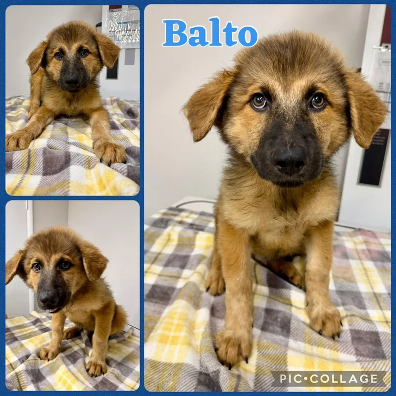 A baby medium-sized male Great Pyrenees dog named Balto for adoption in Opelika, AL