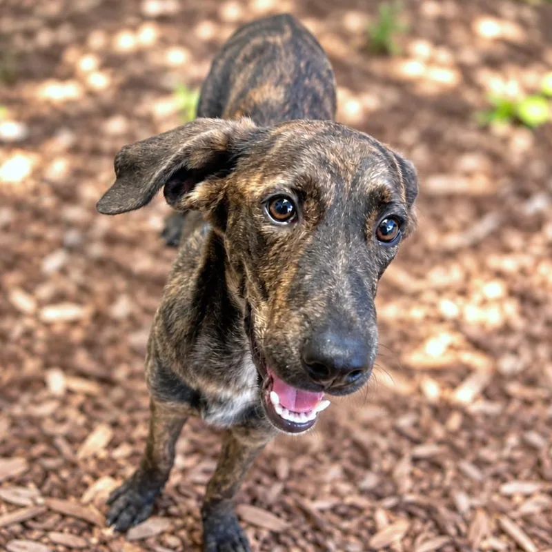 A young small-sized female Brindle Labrador Retriever dog named Lydia for adoption in Boerne, TX