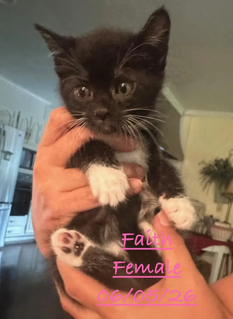 A baby small-sized female Black & White / Tuxedo Domestic Short Hair cat named Faith for adoption in Johnson City, TN