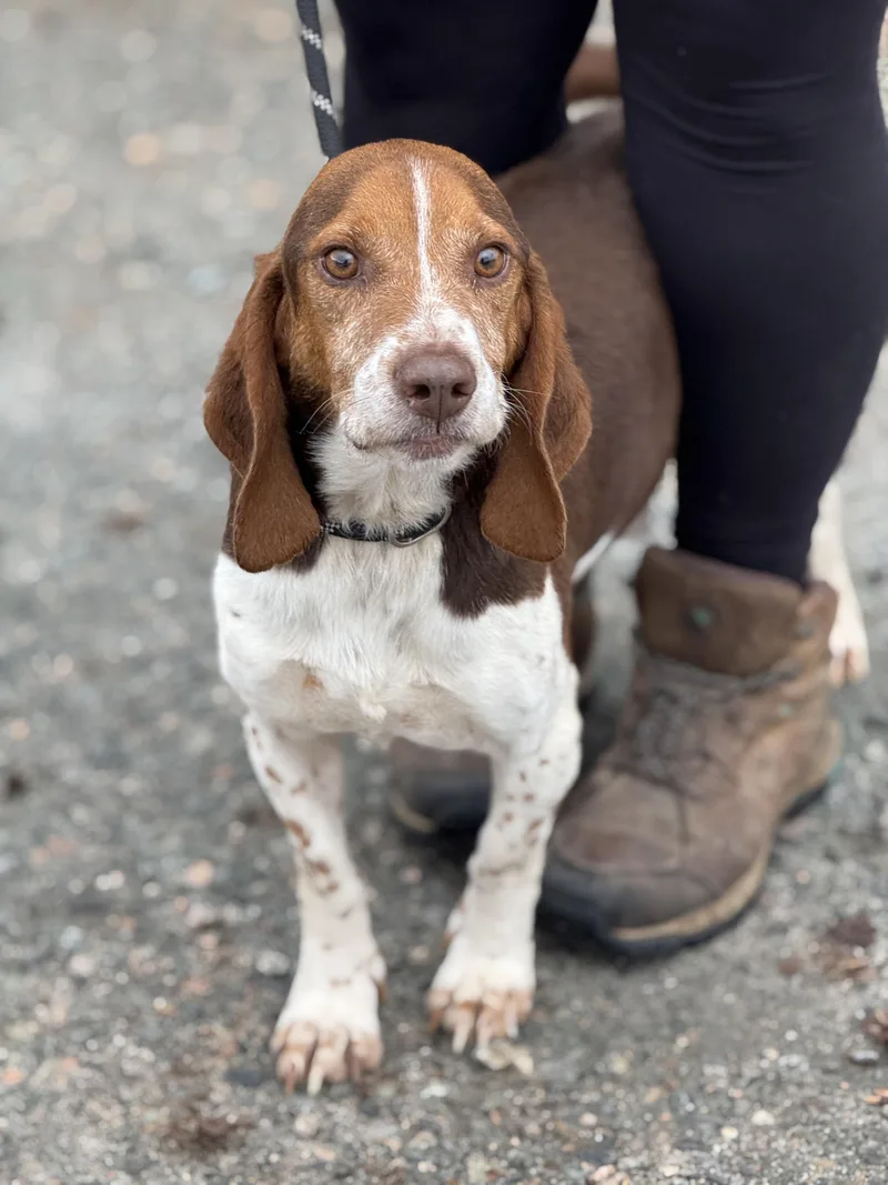 An adult small-sized male Brown / Chocolate Beagle dog named Blaze for adoption in Meherrin, VA