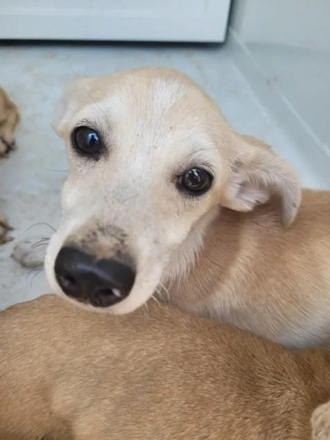 A young small-sized male Chihuahua dog named Wirt for adoption in Chatsworth, CA