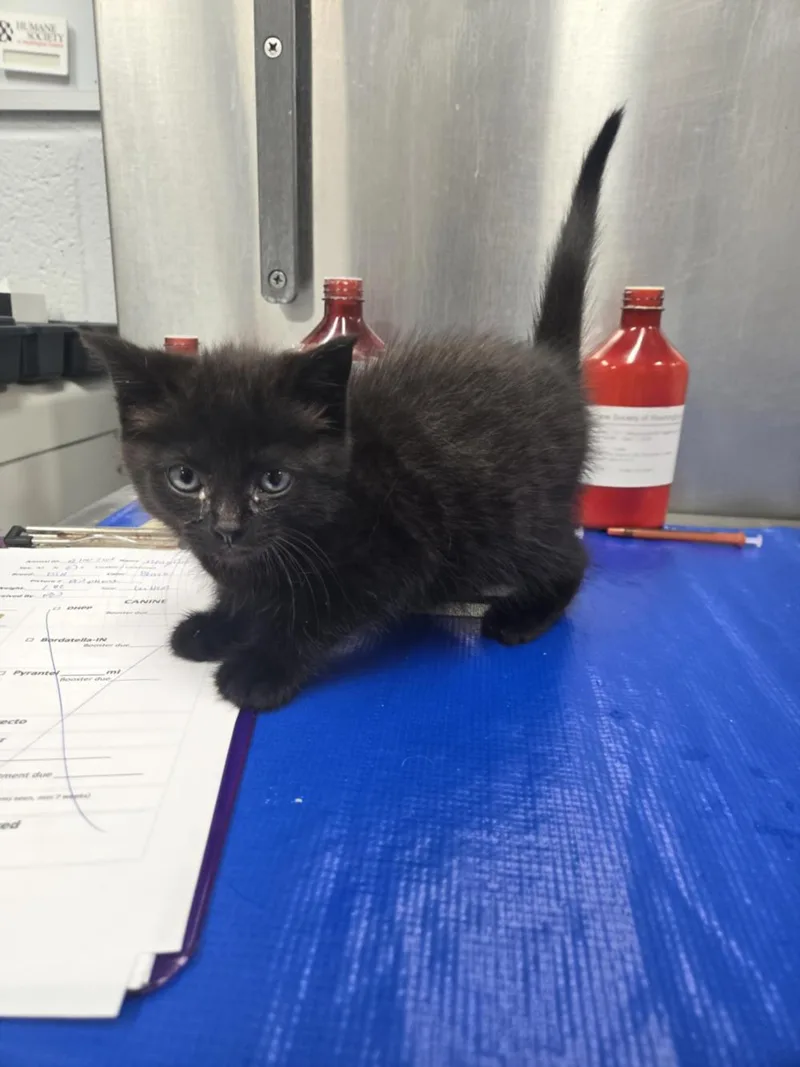 A baby small-sized female Domestic Short Hair cat named Mayflower for adoption in Hagerstown, MD