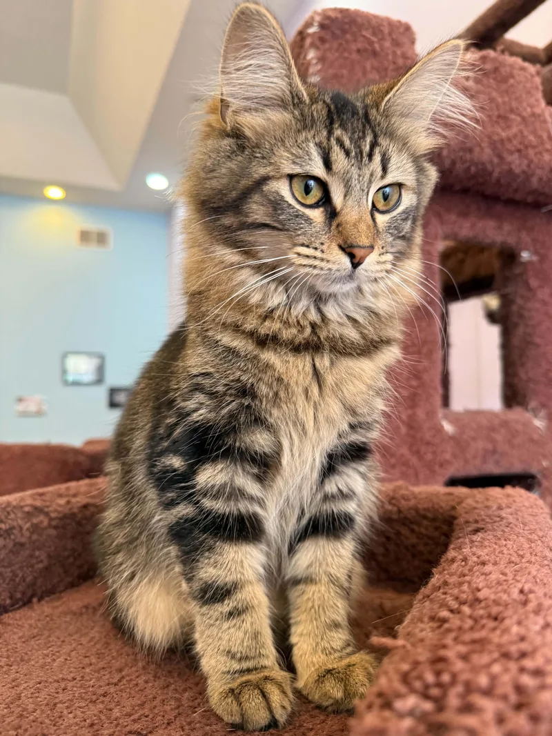 A baby medium-sized female Domestic Long Hair cat named Angelica for adoption in West Lafayette, IN