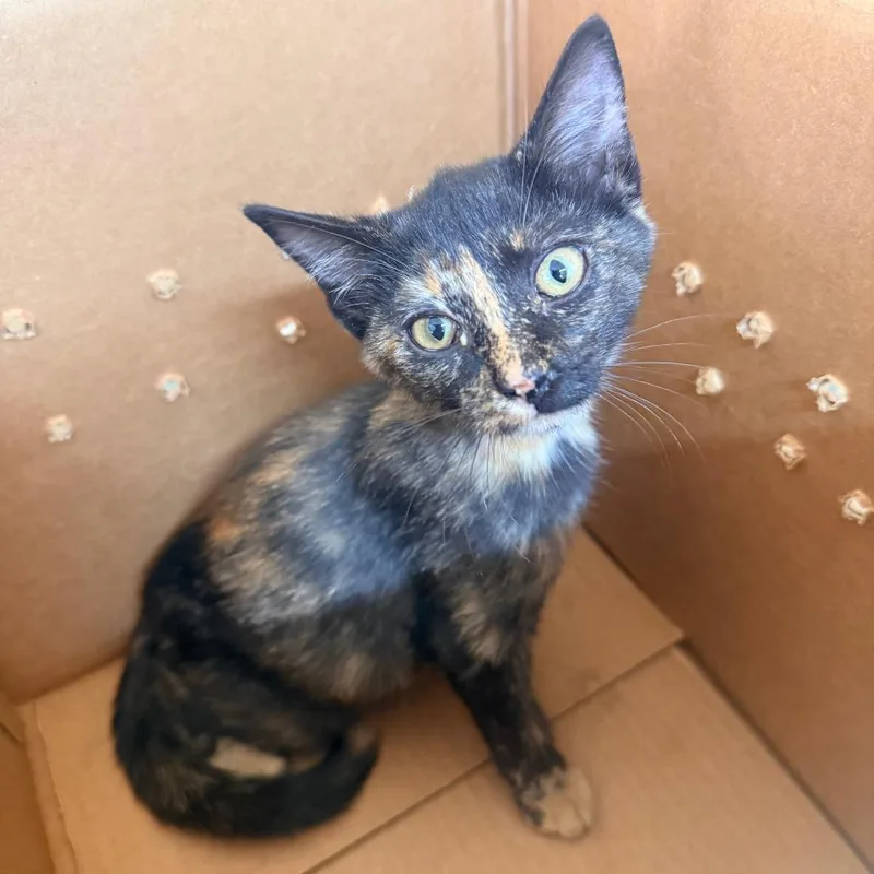 A baby small-sized female Domestic Short Hair cat named Moriah for adoption in Corinth, MS