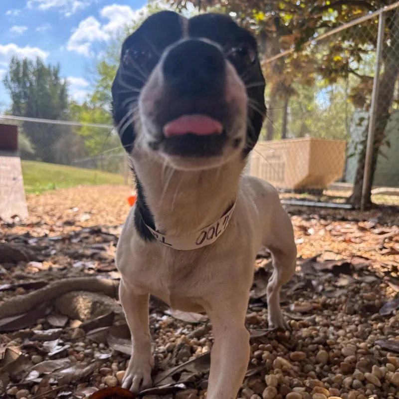 An adult small-sized male Chihuahua dog named Trafford for adoption in Birmingham, AL