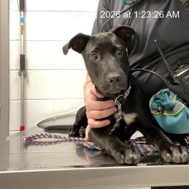 A baby small-sized female Labrador Retriever dog named Brooklyn for adoption in Indianapolis, IN
